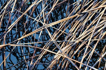 reeds after a fire near the pond