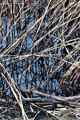 reeds after a fire near the pond
