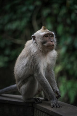 Makake sitzt auf einem Geländer im Monkey Forest in Ubud.