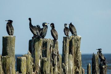 Cormorants on old wooden breakwater at sea.