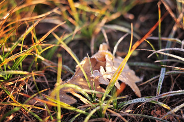 autumn leaf  in the grass