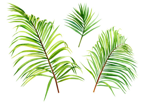 green leaves of a palm tree, watercolor illustration, on an isolated white background
