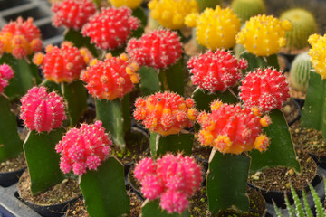 cactus, cactus background, cactus from Thailand country