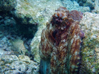 Octopus
