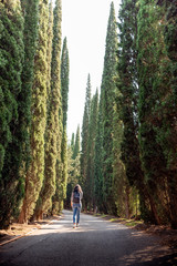A magnificent perspective view of tall cedar (thuja) trees growing along a park road, with a caucasion female walking in the background. Selective focus on trees.