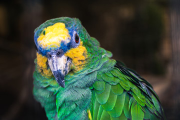 Amazona Alinaranja (Amazona amazonica)