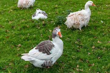 West of England Geese and Sebastopol Geese