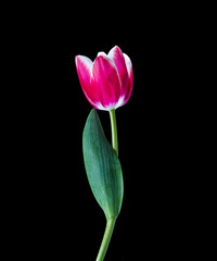 tulipanes rosas aislado en fondo negro