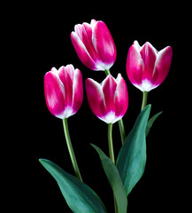 tulipanes rosas aislado en fondo negro