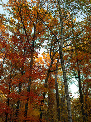 Bright autumn foliage on trees and on the ground in a city park. The sky shines through the foliage. Weekend in nature.