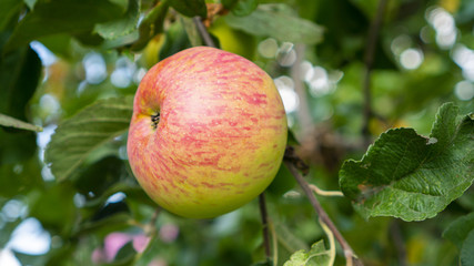 Juicy apple hangs on a tree