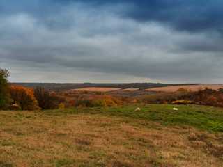 Autumn rural landscape. Low cumulus clouds before the rain. Trees and shrub with beautiful autumn foliage. Selective focus.