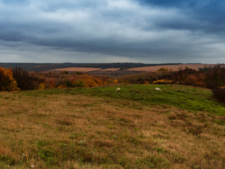 Fototapeta premium Autumn rural landscape. Low cumulus clouds before the rain. Trees and shrub with beautiful autumn foliage. Selective focus.