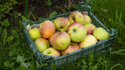 Apples in a box lying on the green grass