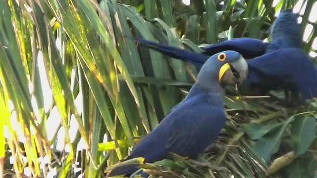 Pair of Hyacinth macaw on a palm tree, Pantanal.