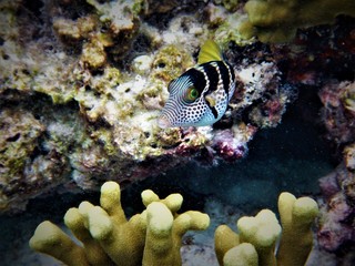 Fisch