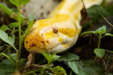 Golden Python