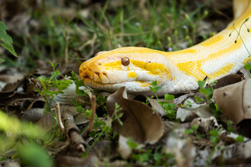 Golden Python