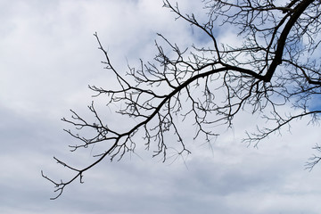 Dry branches of trees in autumn, clear background
