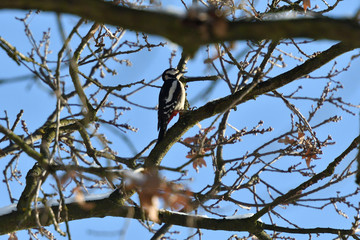Red woodpecker eating insect from the branch 