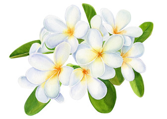 summer tropical flowers, plumeria on isolated white background, watercolor illustration, hand drawing