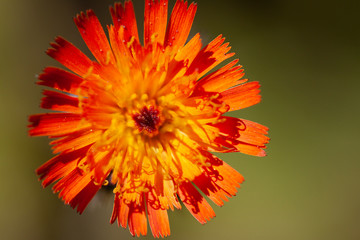 Blüte spätsommer orange