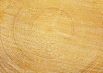 texture of a cut light brown wood, close-up