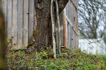 Red woodpecker knocking on the branch tree 