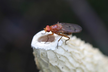 Forest buff snailkiller fly, Tetanocera phyllophora, feeding on common stinkhorn fungus, Phallus impudicus