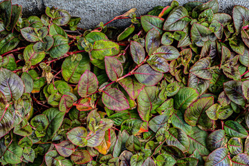 low tree plants with red veins  
