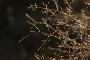 Morning dew on dry grass at the natural morning sunlight. Autumn grass background 