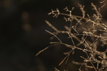 Morning dew on dry grass at the natural morning sunlight. Autumn grass background 