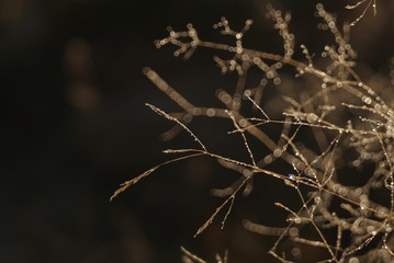 Morning dew on dry grass at the natural morning sunlight. Autumn grass background 
