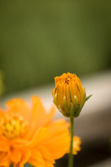 yellow flower closeup, macro, in the garden