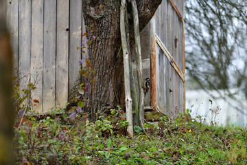 Red woodpecker knocking on the branch tree 