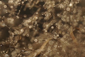 Morning dew on dry grass at the natural morning sunlight. Autumn grass background with blurred bokeh lights effect