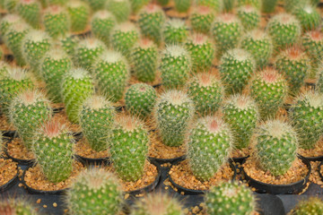 cactus, cactus background, cactus from Thailand country