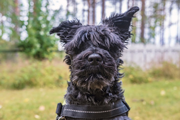 Cute shaggy schnauzer with one ear raised and the other not, looks funny and as if he is...