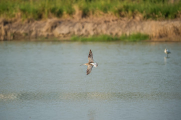 Eurasian Curlew in Mai Po Marshes, Hong Kong (Formal Name: Numenius arquata)