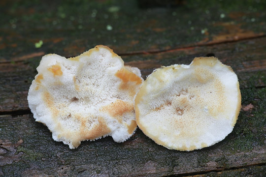 Postia fragilis, known as the Brown-staining Cheese Polypore, brown rot fungus from Finland
