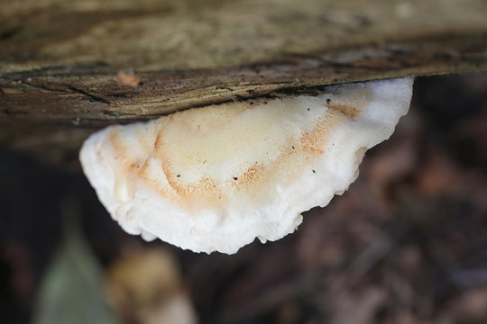 Postia fragilis, known as the Brown-staining Cheese Polypore, brown rot fungi from Finland