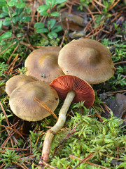 Cortinarius semisanguineus, known as surprise webcap or red-gilled webcap, wild mushroom from Finland