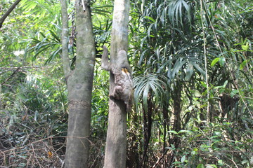 sloth climbing the ba tree