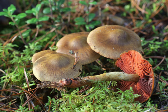 Cortinarius semisanguineus, known as surprise webcap or red-gilled webcap, wild mushroom from Finland