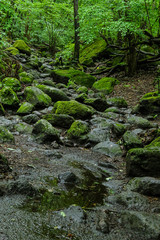 Fototapeta na wymiar rocky trail 