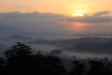 Last forests of Borneo