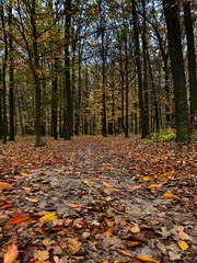 forest in autumn