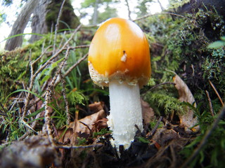 Orange mushroom in Japanese highland forest