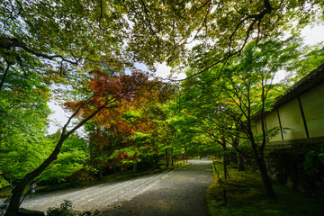 新緑の頃の二尊院の景色