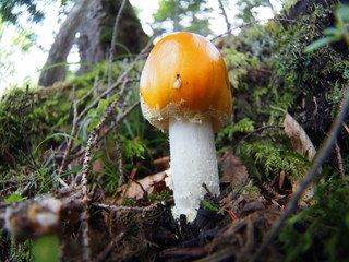 Orange mushroom in Japanese highland forest